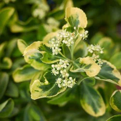 Altuni Taflan Çiçeği